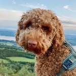 🧸 SONJA - @sonjathecobberdog - Instagram