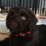 Sonja - @sonja.the.cobberdog - Instagram