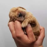Sonja Coenraads - @sonjacoenraads - Instagram