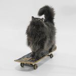 Sonja Coon The Queen 👑of Floof - @sonjacooncat - Instagram