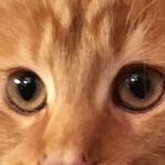 Sonja The Maine Coon - @sonjathemainecoon - Instagram