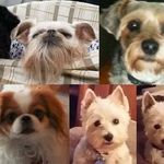 Sonja DogMom Rae - @sonjacrumpbranch - Instagram