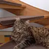 Katze 007 - @sonja.tanzler - TikTok