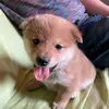 Shiba-Inu Yoshi - @sonjamartindelgado - TikTok