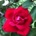 Sonja Fowler - Facebook