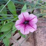 sonja.m.fowler - @sonja.m.fowler7 - Instagram