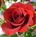 Sonja Renee Mathews - Facebook