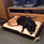 Sonja De Borger Funk - @deborgerfunk - Instagram