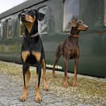 Sonja Geiger - @sonjageiger75 - Instagram