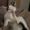 MyCatSmalls - @mycatsmalls - TikTok