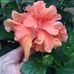 Sonja Goodman - Facebook