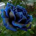 Sonja Gray - Facebook