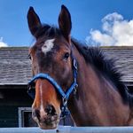 Sonja Grosskopf - @sonjagrosskopf - Instagram