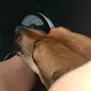 𝒷𝒾𝓃𝓀𝓎'𝓈 𝓁𝒾𝓋𝑒🐶 - @sonjagruyters - TikTok