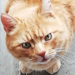 Sonja Haas - @sonihaas - Instagram