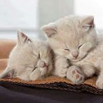 sonja heller - @knuffelkatze123 - Instagram
