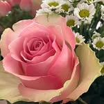 Sonja Hess - @sonjahess51 - Instagram