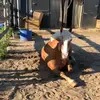 Sonja Hirsch - @sonja.hirsch3 - TikTok