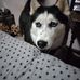 Sonja Hurley - Facebook
