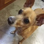Sonja Jamison - @4feet_12paws - Instagram