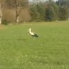 Sonja Ja Son - @sonjajason - TikTok