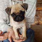 Sonja Jonsson - @queensonjathepug - Instagram