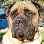 Flodder bullmastiff - @sonjakempeneers - Instagram
