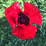 Sonja Kennedy - @sonjakennedy4902 - Instagram