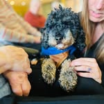 Sonja Landthaler Folge mir auf therapiehund-jimmy - @sonja.landthaler - Instagram