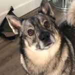 Sonja - @sonja.the.little.wolf - Instagram