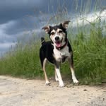 @sonja_the_little_dog - Instagram