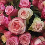 Sonja Mann - @mannson78 - Instagram