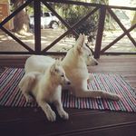 Sonja Martinez - @smarti3stetten - Instagram