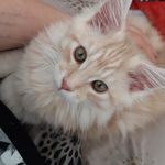 Sonja Mohr - @somo3001 - Instagram