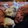 Sonja Perry - @user93278891 - TikTok