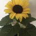 Sonya Pickering - Facebook