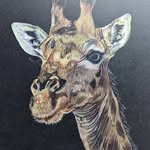 WildAfrica - @sonjarichards13 - Instagram