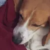 Sonja and my dog - @sonjaconellringer1 - TikTok