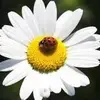 Sonja.schmitt57 - @sonja.schmitt57 - TikTok