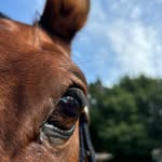 Sonja Schwarz - @sonja27pferd - Instagram