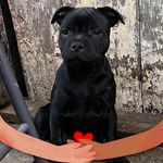 Sonja Stevens - @soniastevens68 - Instagram