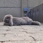 Sonja Strubbe - @sonjastrubbe - Instagram