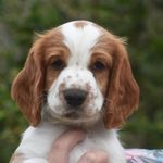 Sonja - @sonja_the_welshie - Instagram