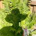 Sonja Bunes Widing - Facebook