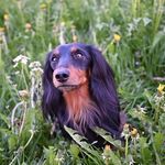 Sonja U. Wilhelm Hartl - @hartlbirds - Instagram
