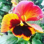Sonja Wright - @lilypad_462 - Instagram