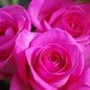 sonjiking - @kelly.clarkson899 - TikTok