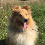 Sonny Adam 💥 - @sonny.sheltie - Instagram