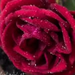 S R - @sonnya_salve - Instagram