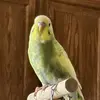 sonny  bird 🐦 - @sonny.bird - TikTok